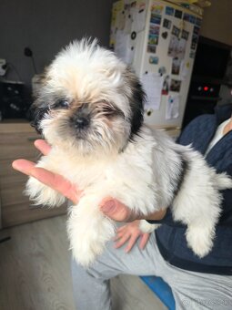 Fenka shi-tzu shih-tzu šicu ši-cu - 6