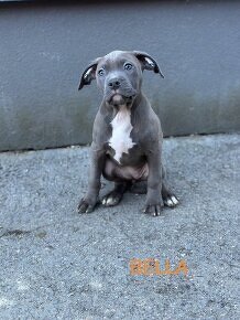 American bully s PP - 6