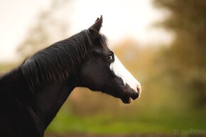 Roční American Quarter Horse black klisna, vnučka Gunnera - 6