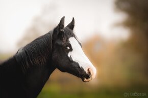 Roční American Quarter Horse black klisna, vnučka Gunnera - 6