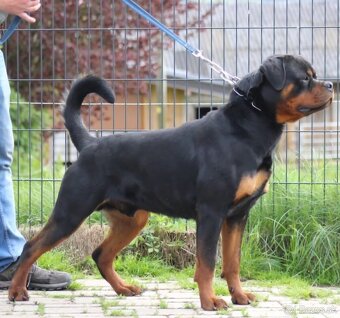 Steniatka rottweilera,rotvajlera,rtw,rotty s PP - 6