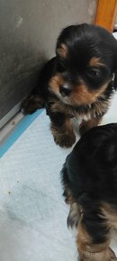 Predám Yorkshire terrier mini - 6