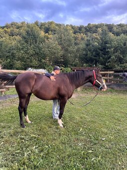 Quarter horse/appaloossa kobyla - 6