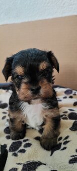 Predám Yorkshire terrier mini - 6