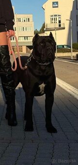 Cane Corso s PP - 6