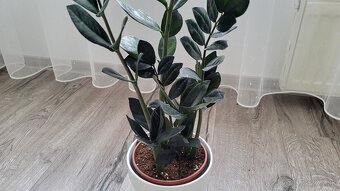 Zamioculcas Dowon (čierny) - 6