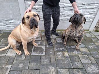 Perro de Presa Canario 
Kanárska doga - 6