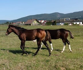 Predám Quarter Horse kobylu. - 6