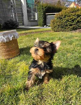 Yorkshire Terrier s PP - 6