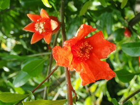 GRANÁTOVÉ JABLKO - PUNICA GRANATUM - 6