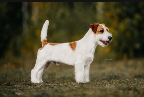 Jack Russell teriér s PP - 6