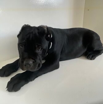 Šteniatko Cane Corso – úplne čierny psík - 6