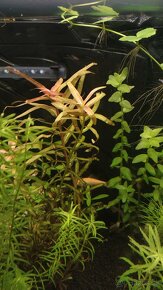 Krevetky,  akvarijné rastlinky - 6