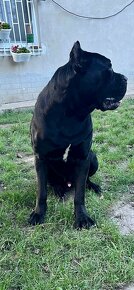 Cane corso - 6