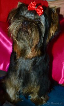 Jorkšírský teiér / Yorkshire Terrier - 6