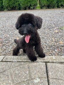 Mini Maltipoo F1b / Maltipoo - 6