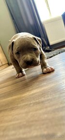 American bully xl / American bully xxl - 6