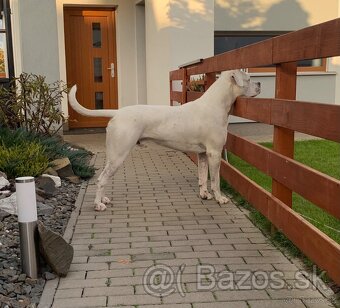 Argentínska doga štěňata, Dogo Argentino - 6