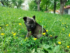 Darujem rozkošné chlpaté šteniatko - psík Pedro - 6