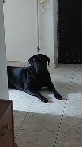 Darujem 3 rocnu fenku otec labrador mama cane corso. - 6