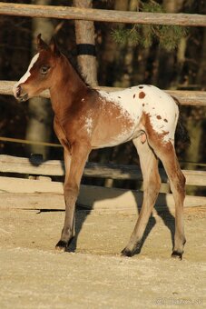 Appaloosa bay blanket colt Atlas - 6