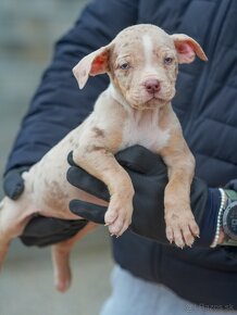 American Bully XL /XXL Pitbull - 6