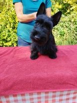 Skotský teriér - scottish terrier - 6