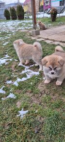 Akita Inu 3 šteniatka - 6