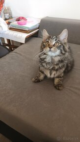 Maine coon a norska lesna - 6