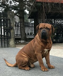 BORDEAUXSKA DOGA, BORDO DOGA , DOGUE DE BORDEAUX FCI –krytie - 6