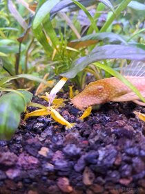 Krevetky neocaridina davidi yellow - 6