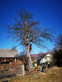 Arborista / prace na stromoch /výrub stromov - 6