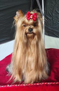 YORKSHIRE TERRIER s PP rodokmenom - 6