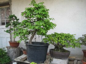 bonsai,bonsaj-hrab 3 - 6