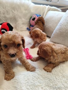 Cavapoo - 6