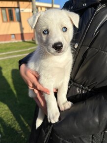 Šteniatka krížené s husky - 6