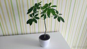 Šeflera (Schefflera) - 6