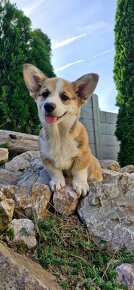 Welsh Corgi Pembroke s pp - 6