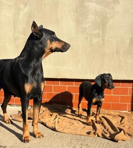 Steniata Doberman - 6