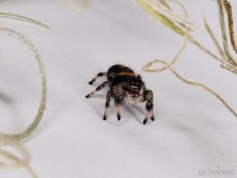 Predám Phidippus regius (Skákavka kráľovská) - 6