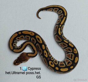 Python Regius Cypress 2024 - 6