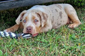 American bully xl - 6