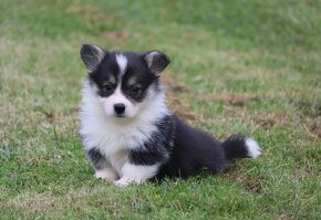 Welsh Corgi Pembroke - 6