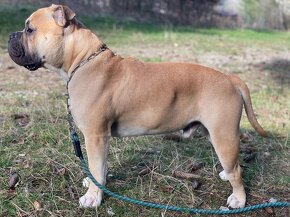 American  bully na krytie - 6