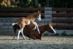 Krasny Quarter horse zrebcek - 6