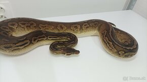 Python regius zlava 20% - 6