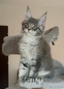 MAINE COON - mainská mývalia s PP - 6