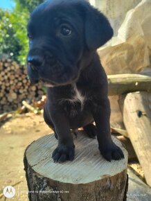 Šteniatka Cane Corso - 6