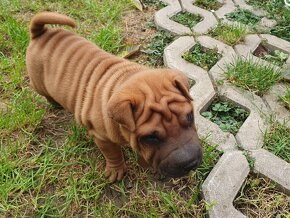 Shar-pei - 6