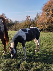 Polročná kobylka mix APH/ARAB - 6